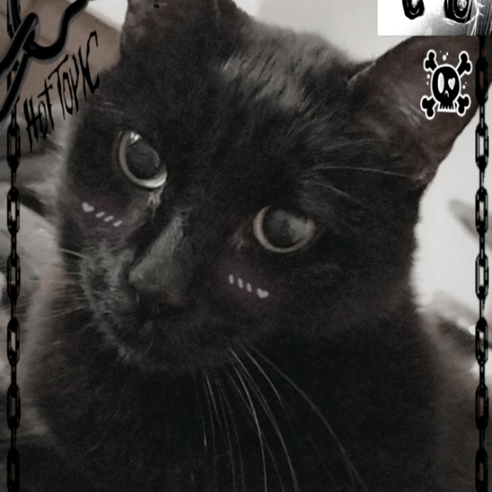 Meet your Posher, Chiri